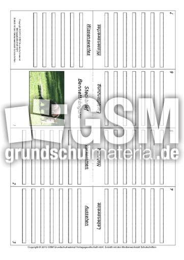 Faltbuch-Bennettkänguru.pdf